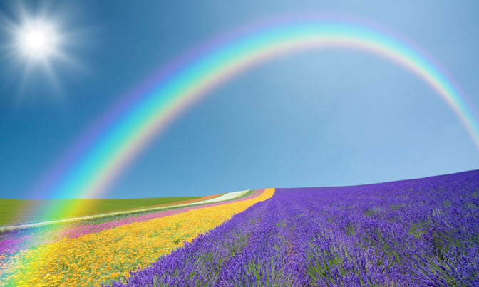 rainbow-flowering-field
