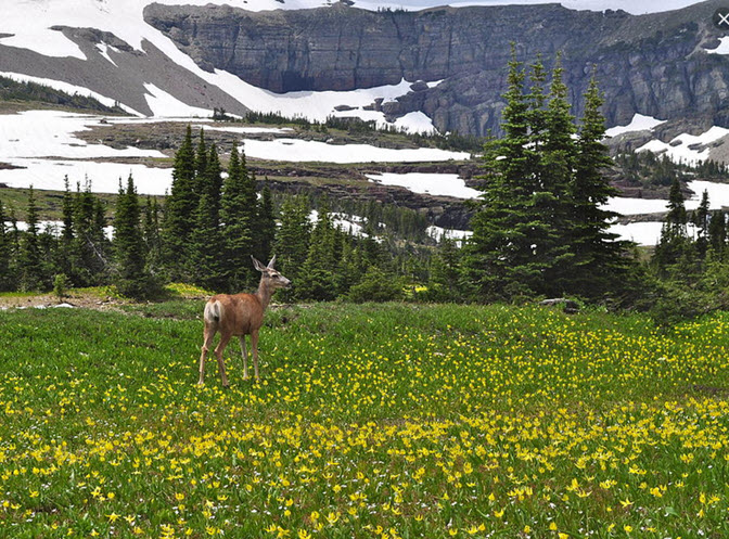 deer-meadow-flowers