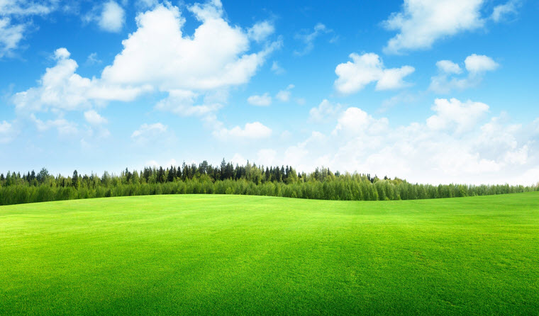 field-green-grass-trees