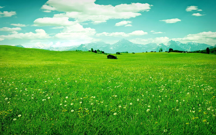 field-green-grass